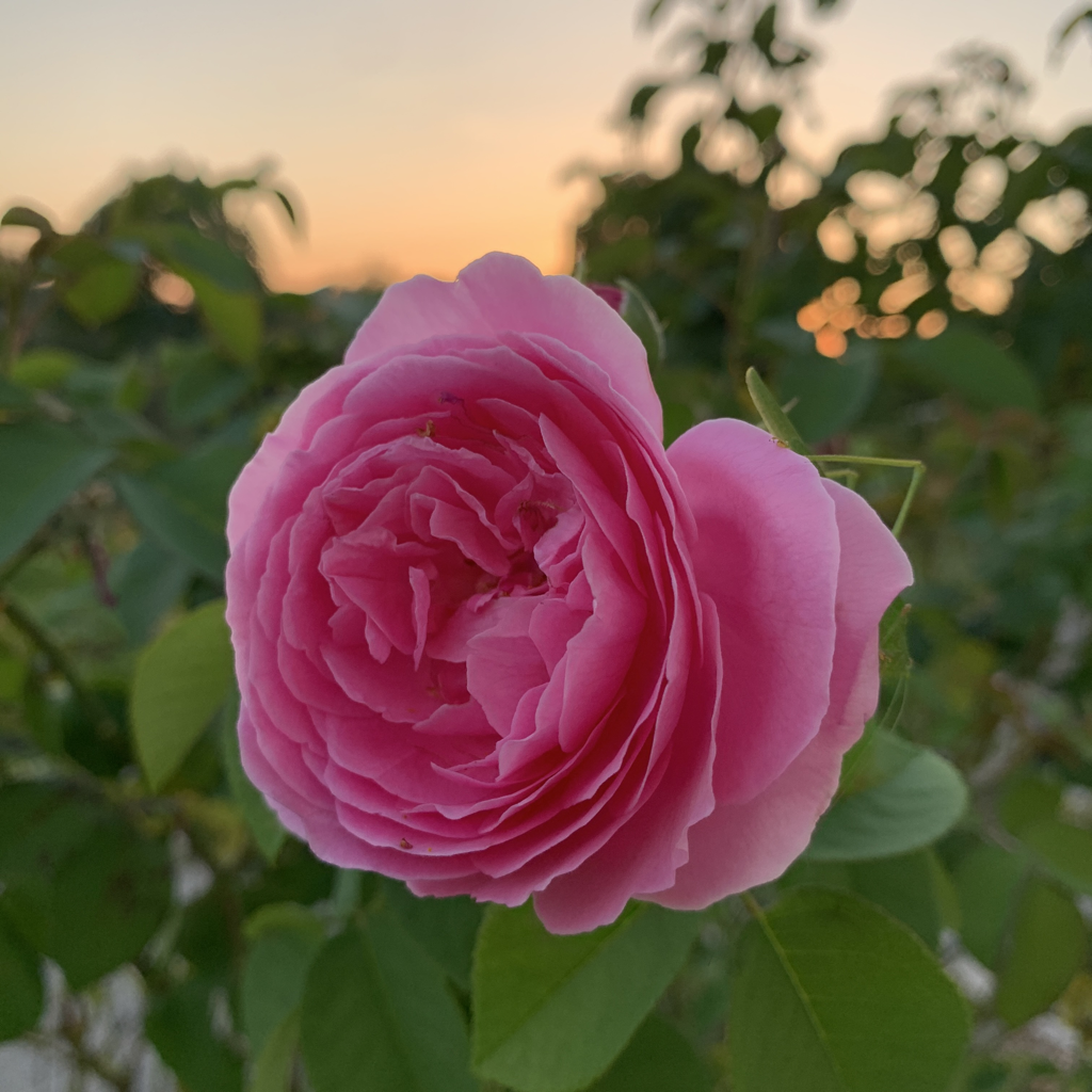 IMG_5482.png
