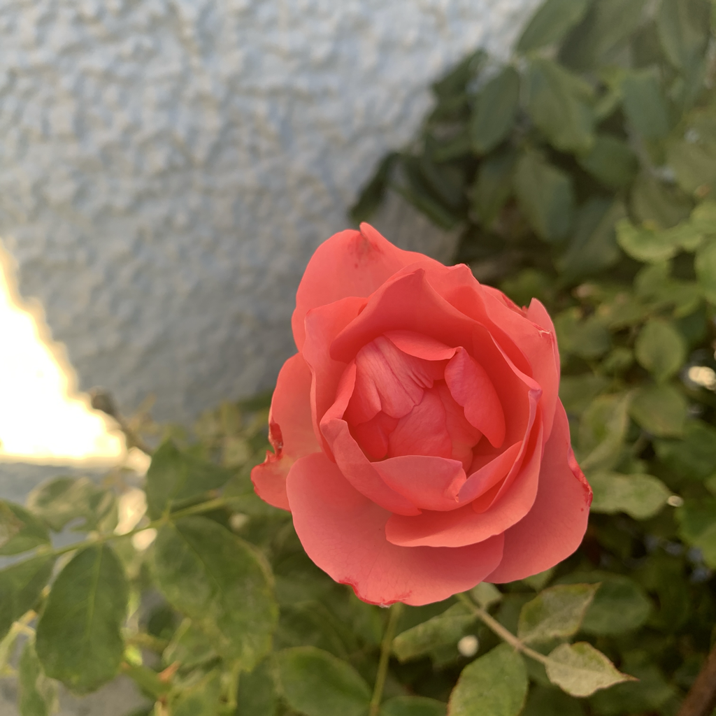 IMG_6063.png