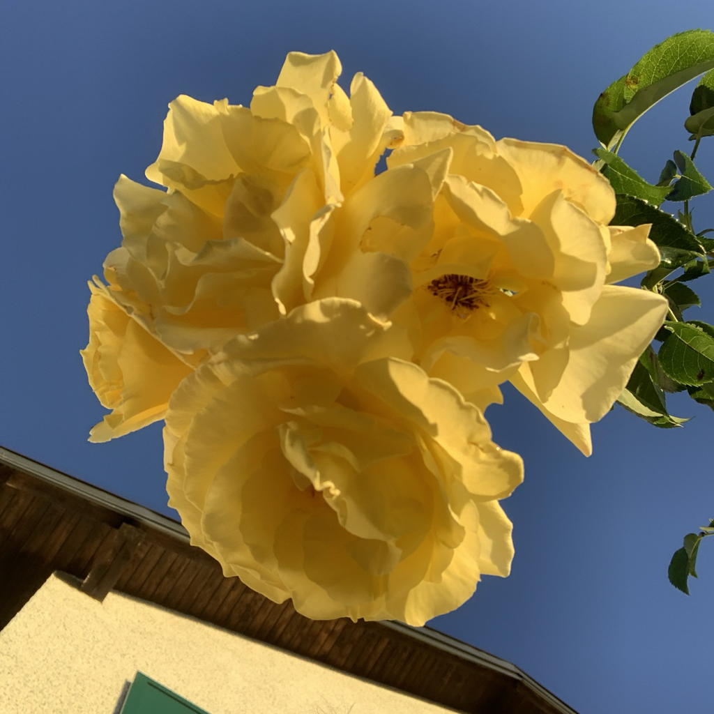 IMG_6064.png
